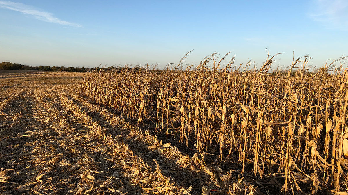 Harvest field photo